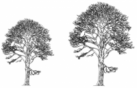 Trees 1